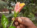 The Indian beautiful yellow hibiscus bud flowers Royalty Free Stock Photo